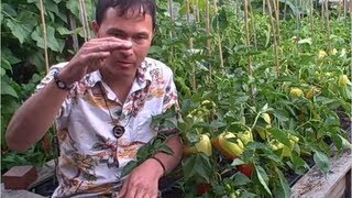 Is it Safe to Grow Plants in Plastic Soda Bottles amp More Organic Gardening QampA [upl. by Niklaus581]