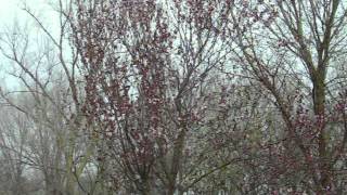 Dogwood Tree amp Redbud Tree [upl. by Story]