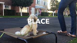 Havanese Obedience Demo [upl. by Ashley389]