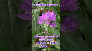 🩸 Campanula glomerata🩸 🩸 🩸Clustered bellflower 🩸 Danes blood 🩸🩸 Flowers 🌸 amp More 🩸 Ideas [upl. by Plantagenet]