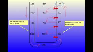 Demystifying the Countercurrent Multiplier [upl. by Eidnil]