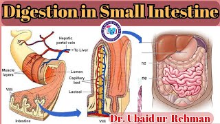 88 Digestion amp Absorption in Small Intestine  Class 9  Biology [upl. by Natsirt348]