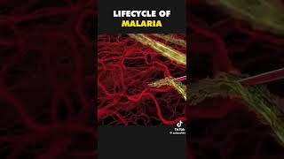 Life Cycle of Malaria pathology pharmpharmaceuticals anatomy malariacycle [upl. by Neelra637]