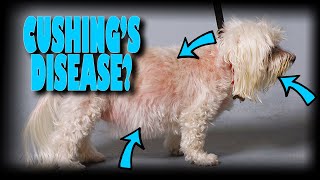 My dog has Cushings disease Now what [upl. by Christis574]