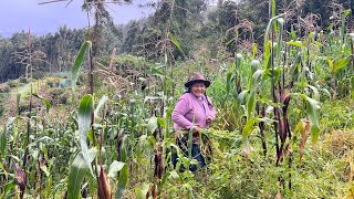 Buscando Choclo como Coger Pasto para Cuy [upl. by Guthry]