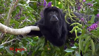 Howler Monkey Howling English Subtitles  Mono Aullador o Saraguato Aullando [upl. by Nandor]