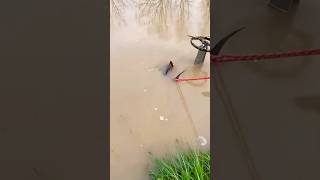 Rescue Big Turtle Stuck in Flooded Pipe rescue rescueanimals unclog satisfying trend shorts [upl. by Yedsnil930]