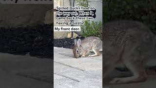 Siesta Time jointhebunnygarden gardenplants garden bunnyhavengarden rabbit fishing [upl. by Deborah]