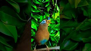 The melodic laughingthrush sometimes known as the Chinese hwamei is a passerine bird 🐦 shorts [upl. by Telrats]