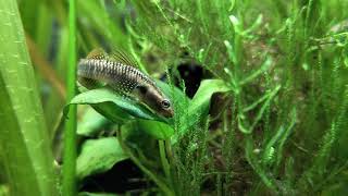 Freshwater Goby Quick Look [upl. by Nahtnamas89]