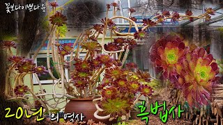 묵은세월만 20년 국민 다육식물의 거장 흑법사 Aeonium arboreum Atropurpureum [upl. by Rees]