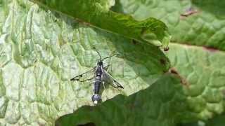 Clearwing Moth Selfgrooming フタスジコスカシバ♂（蛾）の身繕い [upl. by Atsocal]