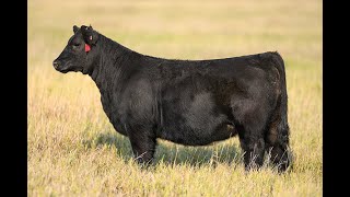 Reimann Pasture Sale 2024  Tag 100 [upl. by Htor]