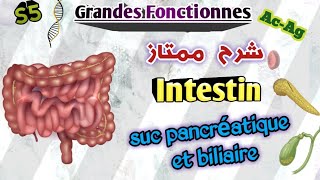 Grandes Fonctions en Arabe Intestin enzymes digestifs dintestin en Arabe S5 [upl. by Mialliw]