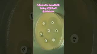 Antibiotics Sensitivity Testing AST of Acinetobacter baumannii complex microbiology microbes [upl. by Blodgett243]