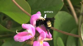 Bumblebee amp Beaked Butterfly Pea Symbiosis Part 2 [upl. by Andrel422]