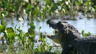 Brazilië  De alligator  klimaatgetuige [upl. by Ib39]