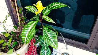 Houseplants Care 101 Ep 1 Zebra Plant [upl. by Leund]