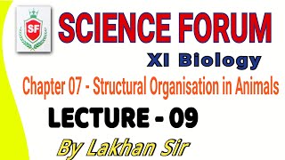 Structural organisation in animals  Lecture 09  By Lakhan Sir  XI Biology NEET [upl. by Rollet]