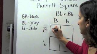 Incomplete Dominance Punnett Square [upl. by Ycam915]