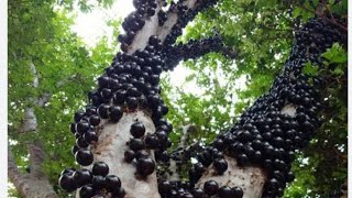 detergente de jabuticaba [upl. by Novehc]