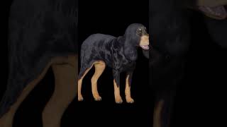 Black and Tan coonhound Dog [upl. by Eeniffar]