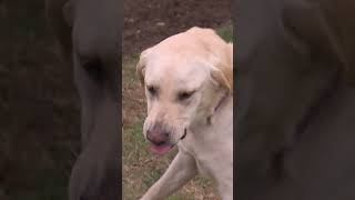 Feeding Aggressive Lab Is Impossible  dogwhisperer shorts cesarmillanaggressive [upl. by Mallon15]