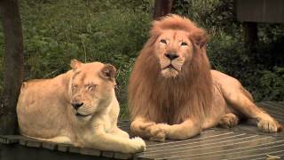 White Tigers and LionsCincinnati Zoo [upl. by Gannie]