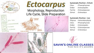 Ectocarpus Life Cycle I Reproduction I Morphology I Live Class [upl. by Annibo137]