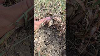 Little cute Partridge Chick Eating Termites 😋  shorts partridges viral birds [upl. by Kimberli]