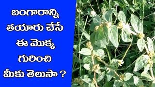 రెడ్డివారినానుబాలుReddivari Nanu Balu Health Tipseuphorbia plant health benefits video [upl. by Drucill]