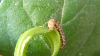 Cutworms Oruga cortadora Agrotis ipsilon [upl. by Netsirhc]