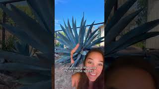 Should You Sell or Keep Giant Agave Plants Pros and Cons Explained [upl. by Eerrahs]