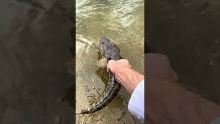 Releasing a solid Flathead fishing flathead sydneyfishing [upl. by Schrader]