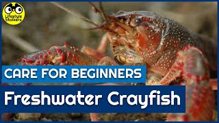 Freshwater Crayfish Care  Beginners Guide [upl. by Arul]