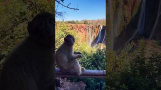 Ouzoud Waterfalls 🐒 ouzoudwaterfalls morocco Monkey waterfalls [upl. by Inanuah721]