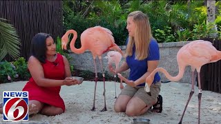 Flamingo experience at Discovery Cove [upl. by Ruscher]