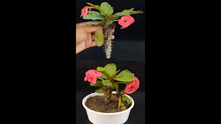 Grow Crown of ThornsEuphorbia Milii From Cuttings Fast N EasyShorts [upl. by Gerek]