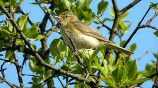 Fitis  Phylloscopus trochilus  Willow warbler [upl. by Ydnar946]