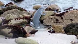 The Scary Black Oystercatcher Spooks the Pup [upl. by Imoyaba769]