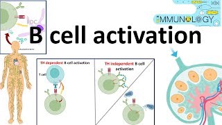 B cell activation [upl. by Iglesias]