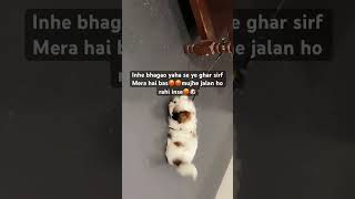 Sizzu ko sharing bardast nahi🐶😂shihtzucuteness doglover cute fighting youtubeshorts trending [upl. by Callan]