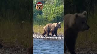 A young Bear at the side of the river in Alaska  Animal Deep Dive Story [upl. by Havot924]