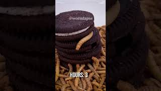 10 000 Mealworms vs OREOS [upl. by Blondie]