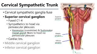 Cervical Sympathetic Trunks LO3  M1 Anatomy Learning Objectives [upl. by Zack]