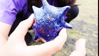 Zoe Finds Amazing Starfish In Tasmania Rock Pools [upl. by Gerhardine]