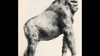 Gigantopithecus blacki Extinct Giant Ape Largest Primate to Walk the Earth [upl. by Vivyanne]