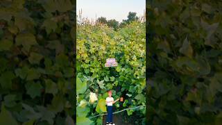 Mrfarmer part17 cotton farming ખેતી shorts [upl. by Nahem750]