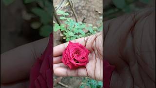 rose viral garden organic nature gardenplant trending garderning flowers satisfying 1 [upl. by Jeffery891]