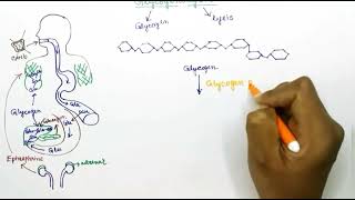 Glycogenolysis English [upl. by Bertha69]